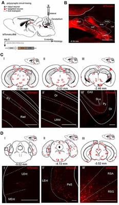 A New Projection From the Deep Cerebellar Nuclei to the Hippocampus via the Ventrolateral and Laterodorsal Thalamus in Mice